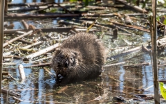 Muskrat