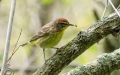 Palm Warbler