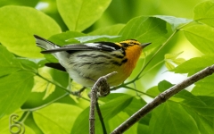 Blackburnian Warbler