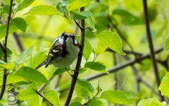 Chestnut Sided Warbler