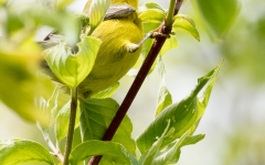 Blue-Winged Warbler