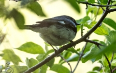 Black-Throated Blue Warbler