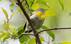 Northern Parula