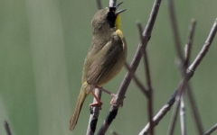 Common Yellowthroat