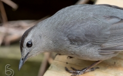 Catbird