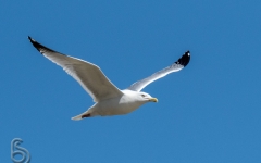 Black Legged Kittiwake