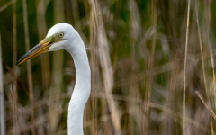 Great Egret