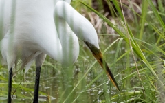 Great Egret