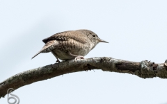 House Wren