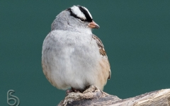 White-crowned Sparrow