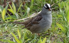 White-crowned Sparrow