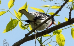 Red Breasted Grosbeak