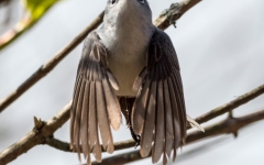 Blue=headed Vireo