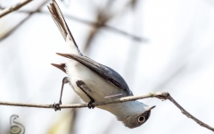 Blue=headed Vireo