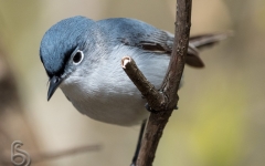 Blue-gray Gnatcatcher