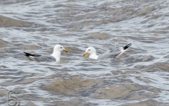 Herring Gull