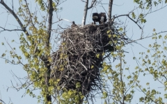 Bald Eagle Nest