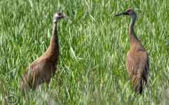 Sandhill Crane