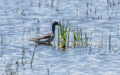 Greater Yellowlegs