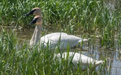 Trumpeter Swan