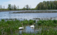 Trumpeter Swan