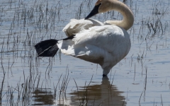 Trumpeter Swan