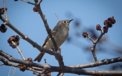 KINGLET