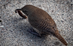 WREN