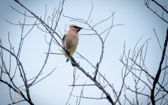 WAXWING