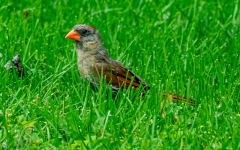 CARDINAL