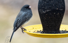 JUNCO