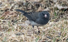 JUNCO