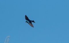 SWALLOW