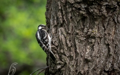 WOODPECKER