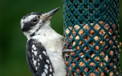 WOODPECKER