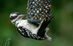 WOODPECKER