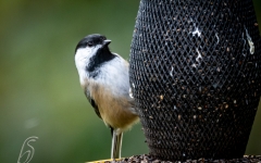 CHICKADEE