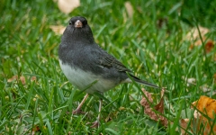 JUNCO