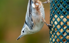 NUTHATCH