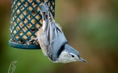 NUTHATCH