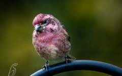 FINCH