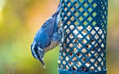 NUTHATCH