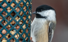 CHICKADEE