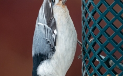 NUTHATCH