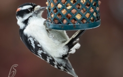 WOODPECKER