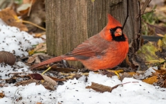 CARDINAL