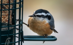 NUTHATCH