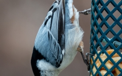 NUTHATCH