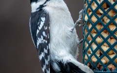 WOODPECKER