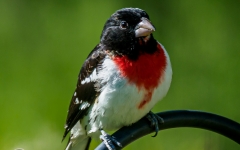 CARDINAL